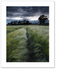 Ashes gloaming ♦ CULROSS