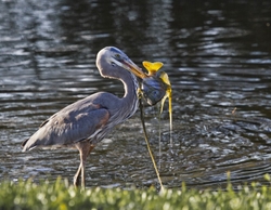Great Blue Heron _0020