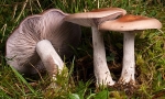 Wood Blewit