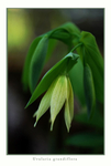 Uvularia grandiflora