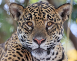 Portrait of female Jaguar Benita, Mato Grosso, Brazil