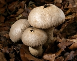 Common Puffball (04)