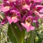 Elderflower Orchid (Dactylorhiza sambucina) 