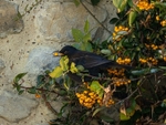 Blackbird