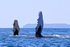 Two Humpback Whales, Drake Bay, Costa Rica