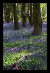 Lancashire Bluebells