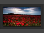 Poppies at Sunset
