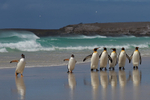 Penguin Beach