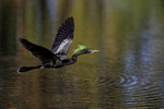 Anhinga (male) flying, Venice Rookery, Florida