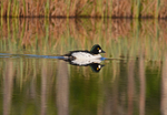 Goldeneye