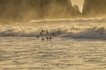 Birds inb Flight, Ballydowane Cove, Copper Coast Drive, Ireland.