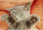 Kitten-Care-Notting-Hill