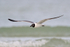 Laughing Gull in flight, Fort De Soto Park, Florida