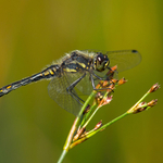 Black Darter
