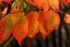 autum leaves 5