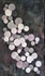 The Colours of Pearls