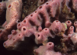 Haliclona viscosa