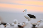 Black-browed Albatross standing, evening, Steeple Jason