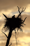 Osprey in nest dawn silhouette, Fort De Soto Park, Florida