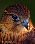 The Kestrel