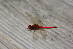 Red Dragon