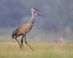 Pair of Sandhill Cranes walking, Harns Marsh, Florida