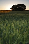 <center>Sunset</center><br>