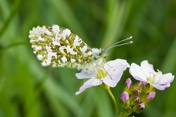 Orange Tip