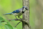 Blue Jay side view, Minnesota, USA