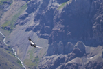 Andean Condor