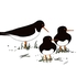 Oystercatchers