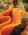 Nymphon gracile