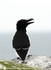 SBA021: Razorbill