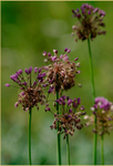 Allium sp.