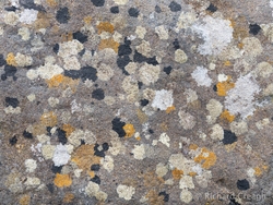 Lichen Palette