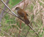 Cetti's Warbler