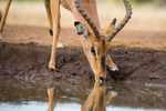Impala Drinking 3