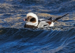 Long-tailed Duck
