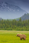 Bear in Field