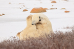 Polar Bears biting each other during fight, Churchill, Canada