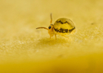 Sminthurinus elegans