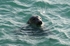 Seal popping up to day hello