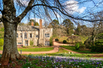 NEW TQ195 Crocuses by Cockington Court in Torquay