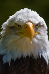 American Bald Eagle