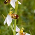 Bee Orchid (Ophrys apifera) showing opportunistic spider ready to trap insect visitors