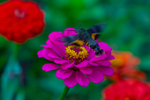 hummingbird Hawk Moth Macroglossum stellatarum-2982