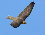 Lanner Falcon