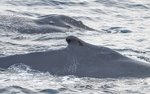 Humpback whales