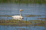 Whooper Swan
