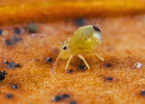 On the underside of a fallen leaf. Warwickshire, December 2012.